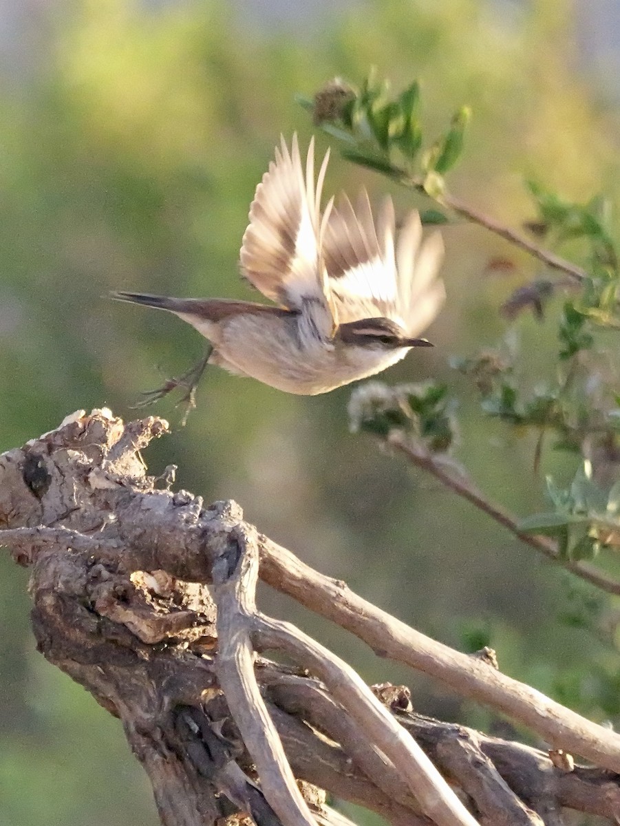 Remolinera Común Meridional - ML647365888