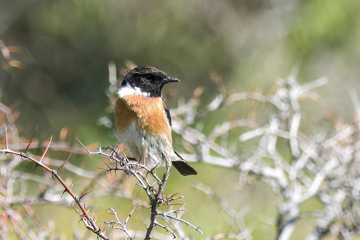 Tarabilla Europea - ML647365889