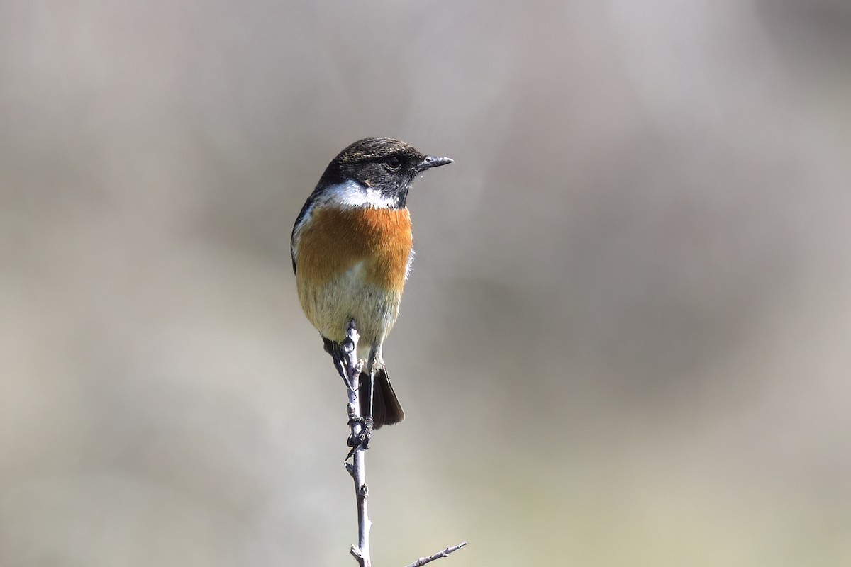 Tarabilla Europea - ML647365891