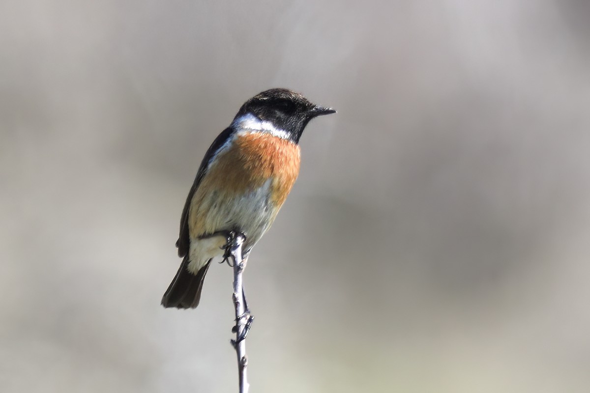 Tarabilla Europea - ML647365892