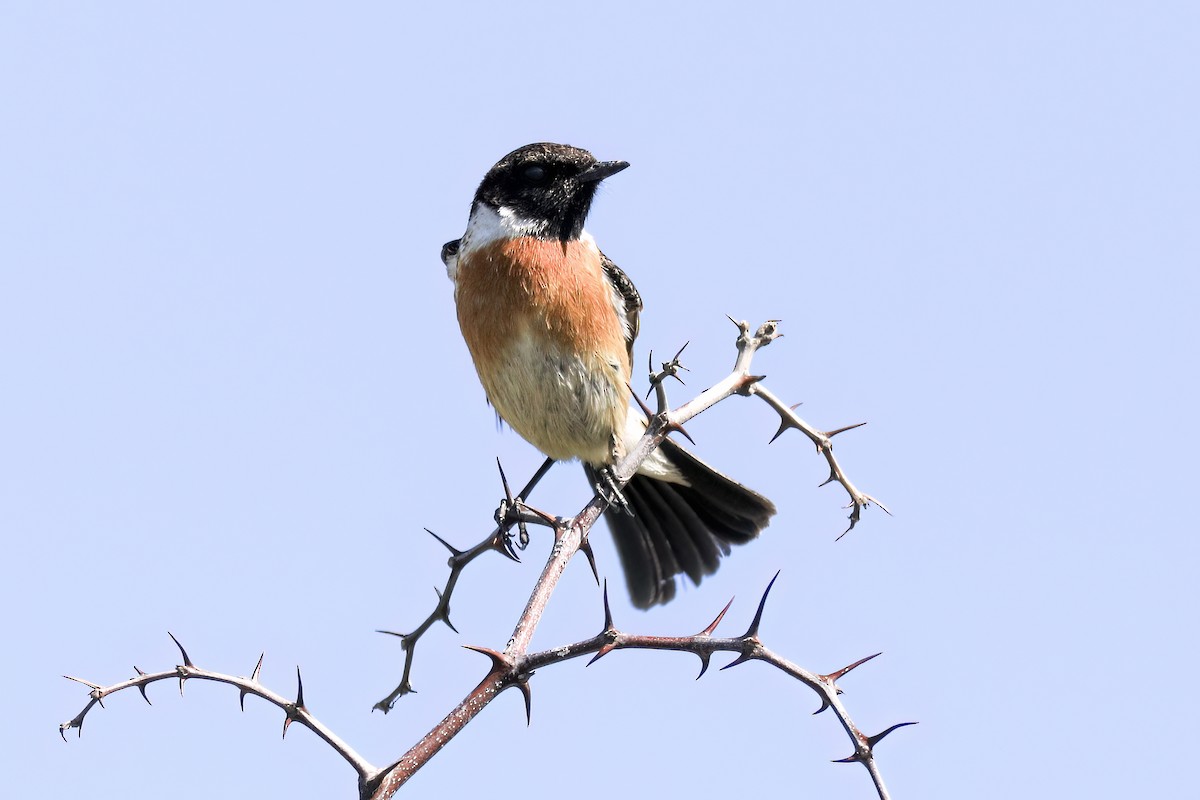 Tarabilla Europea - ML647365894