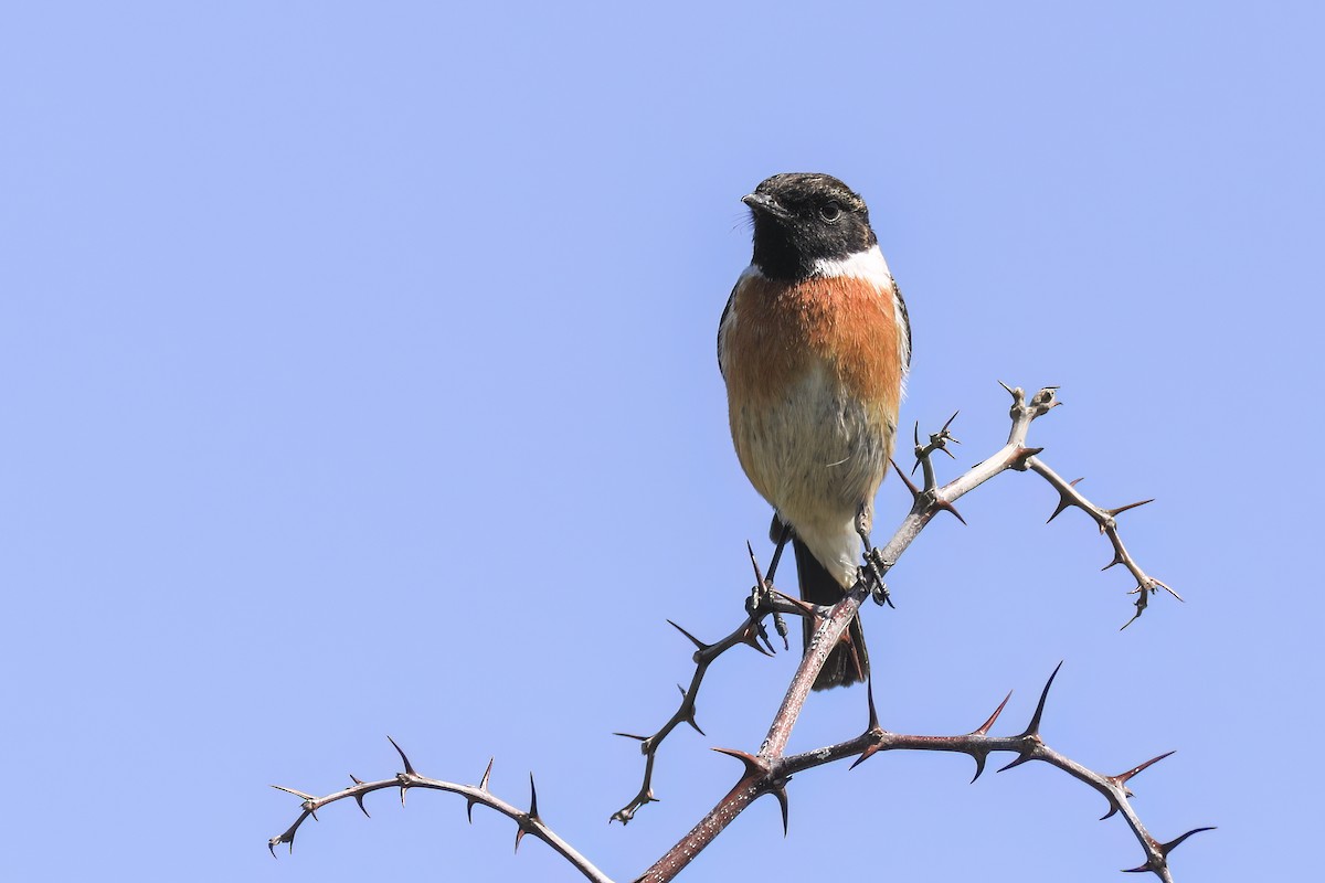 Tarabilla Europea - ML647365895