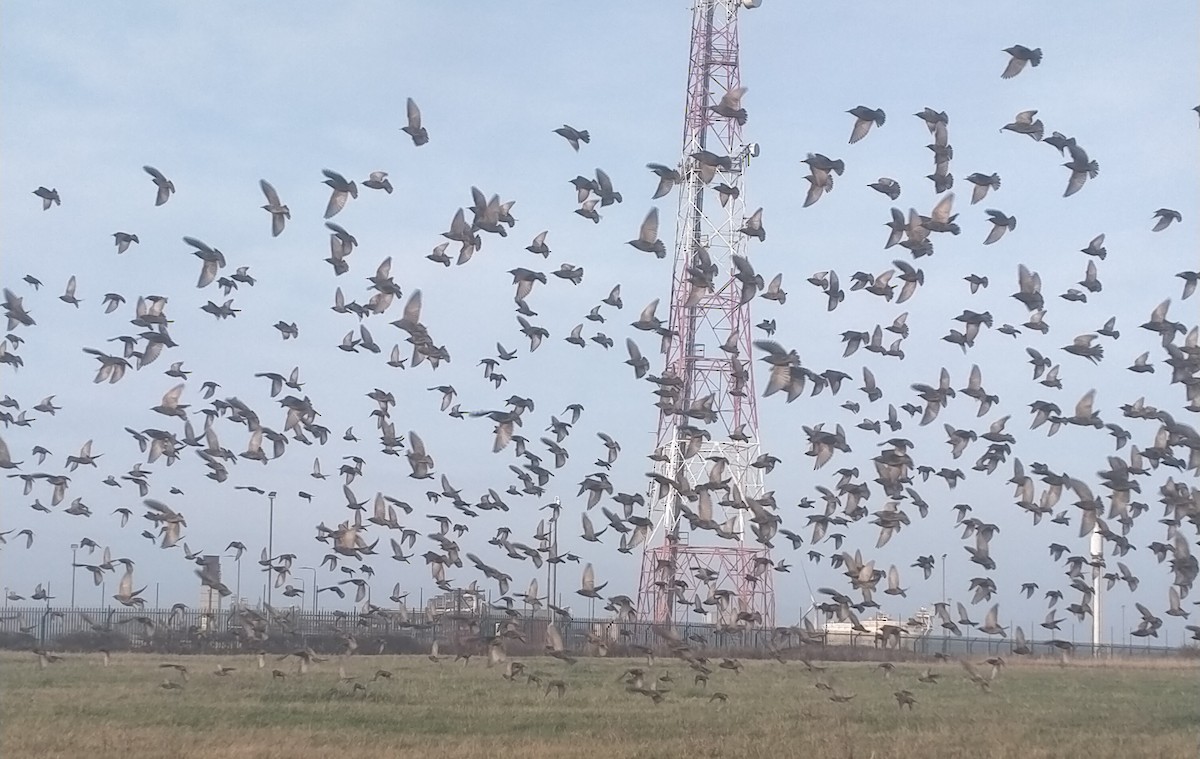 Estornino Pinto - ML647365896