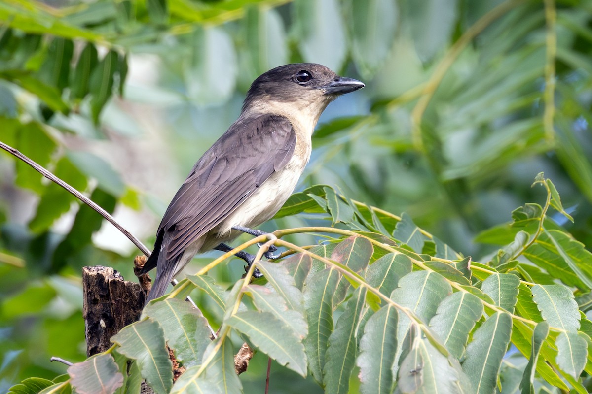 Anambé Grande - ML647365897