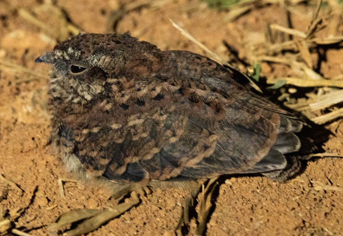 Chotacabras Tijereta - ML647365899