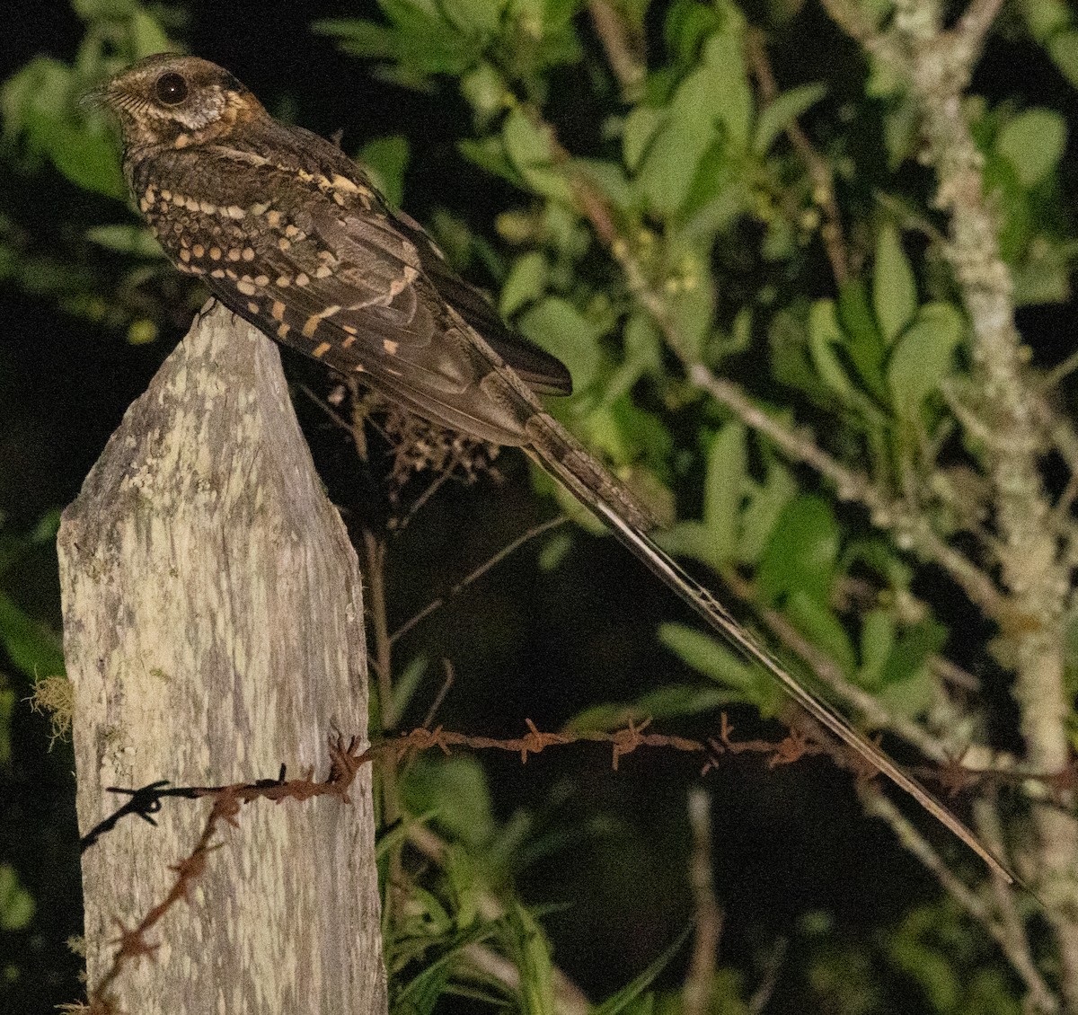 lelek nůžkoocasý - ML647365900