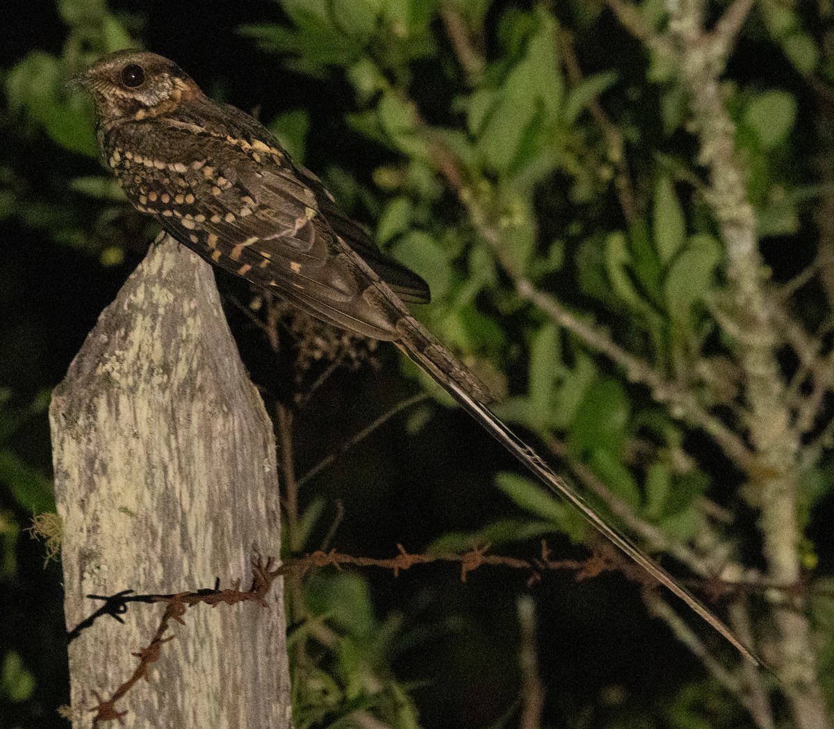 lelek nůžkoocasý - ML647365901