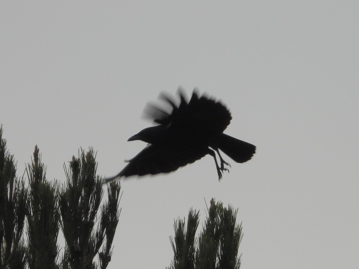 Cuervo Americano - ML647365902