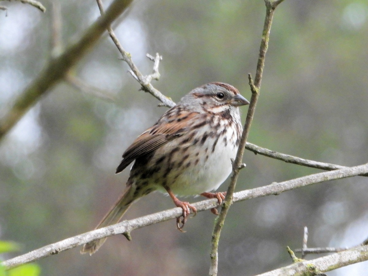 Chingolo Cantor - ML647365905