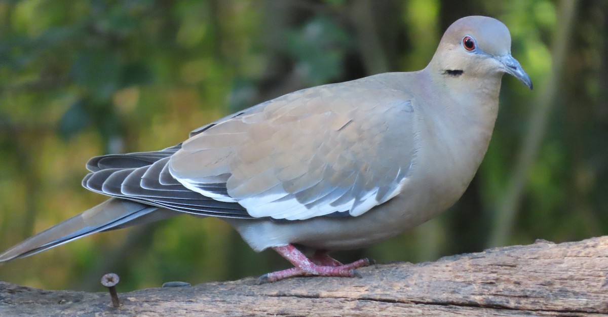 Zenaida Aliblanca - ML647365906