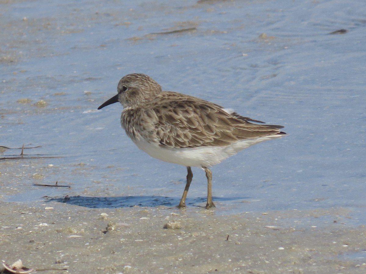 Correlimos Menudillo - ML647365907