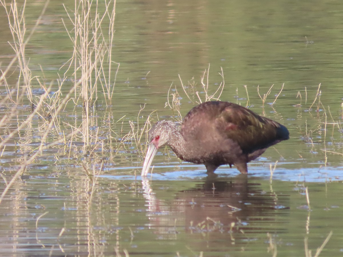 Morito Cariblanco - ML647365908