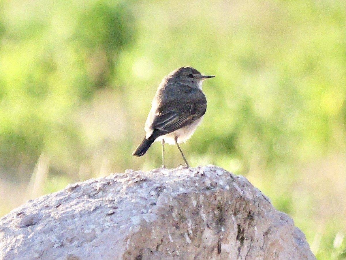 Dormilona Chica - ML647365909