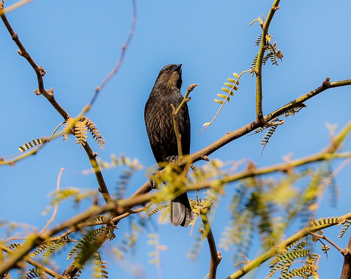 Tordo Renegrido - ML647365910