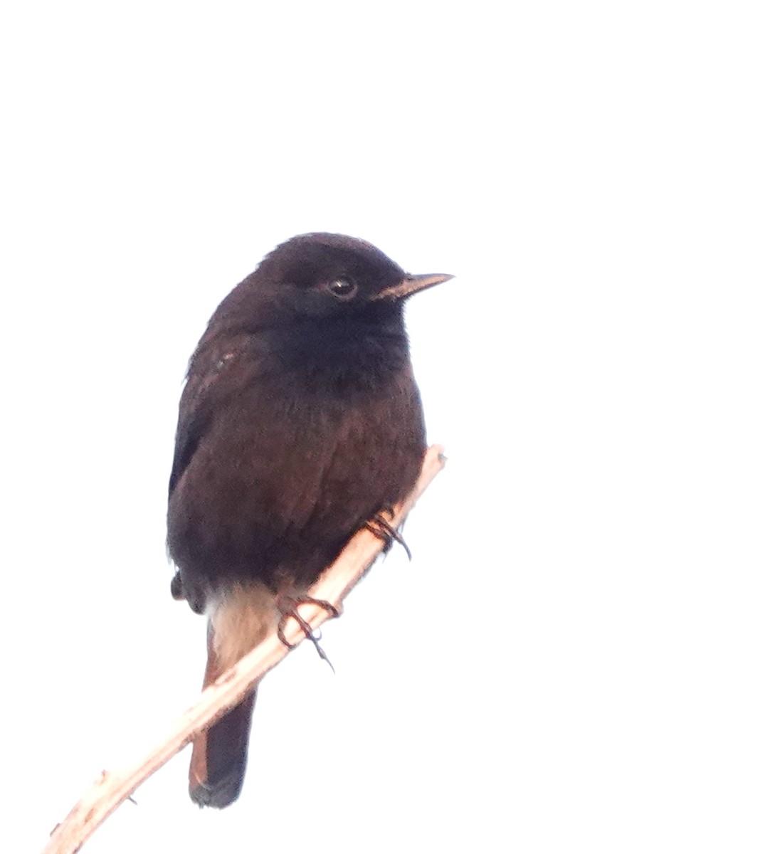 Tarabilla Pía - ML647365912