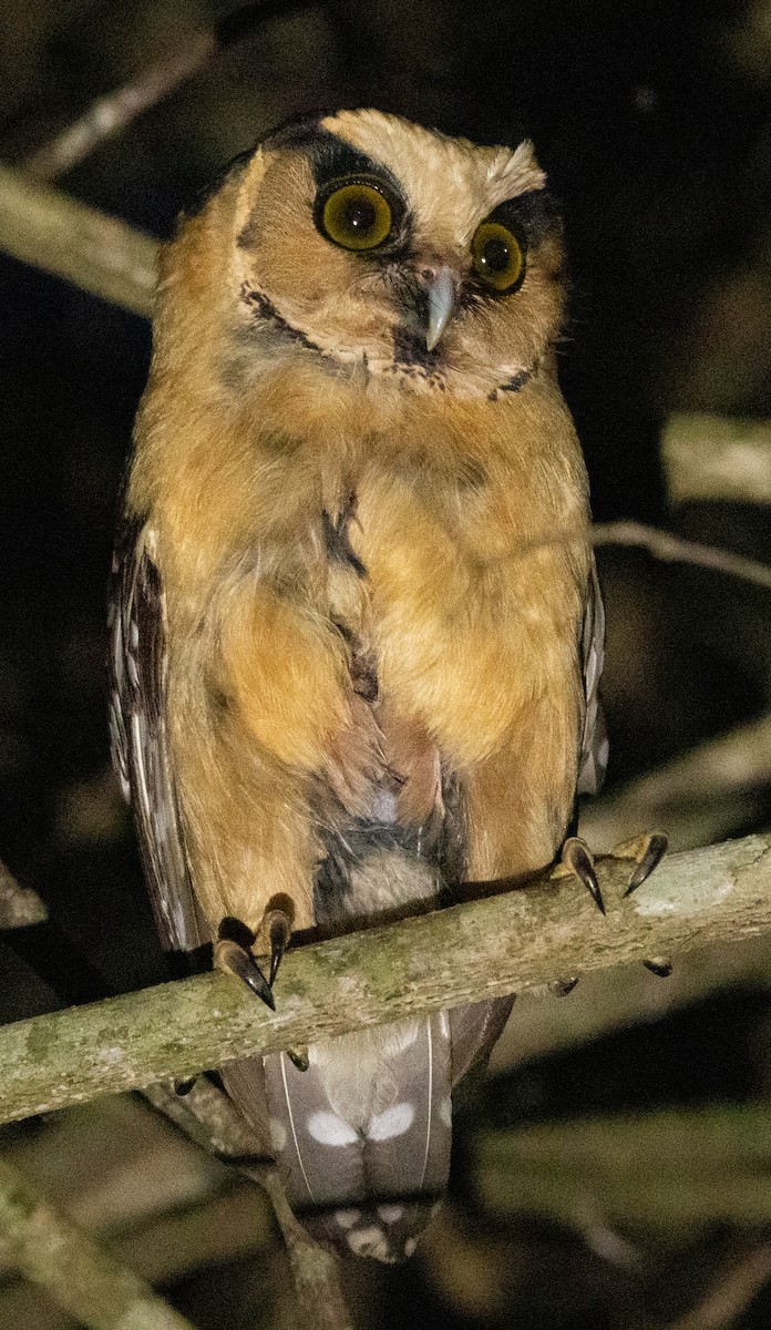 Buff-fronted Owl - ML647365927