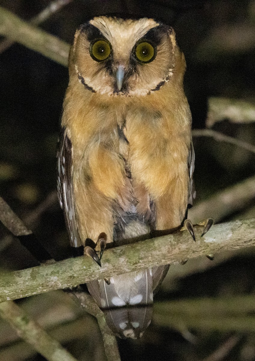 Buff-fronted Owl - ML647365928