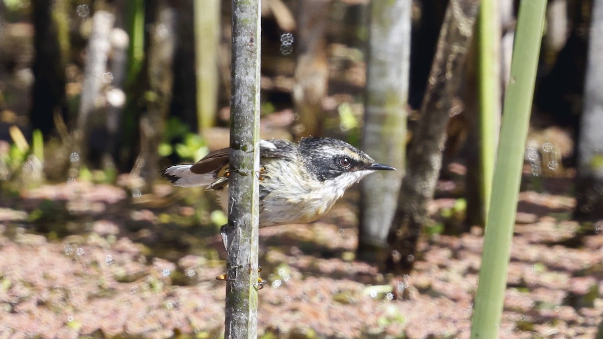 Many-colored Rush Tyrant - ML647365933