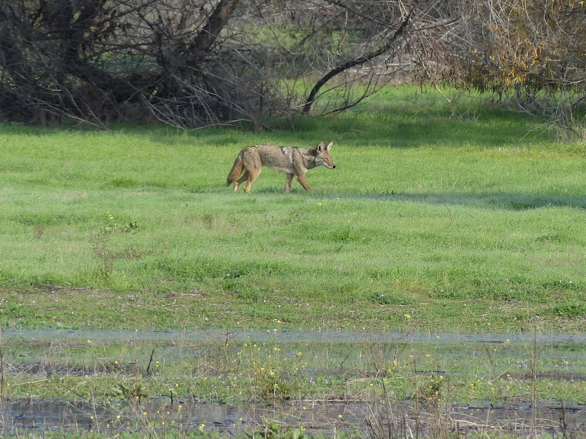 Coyote - ML647365943