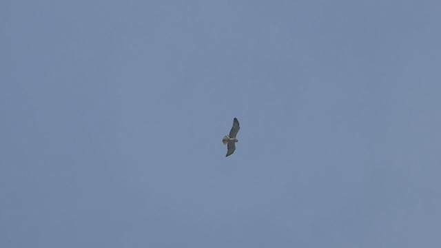 Short-toed Snake-Eagle - ML647365952