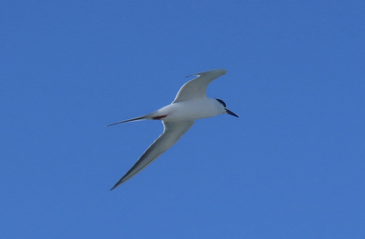 Forster's Tern - ML647365955