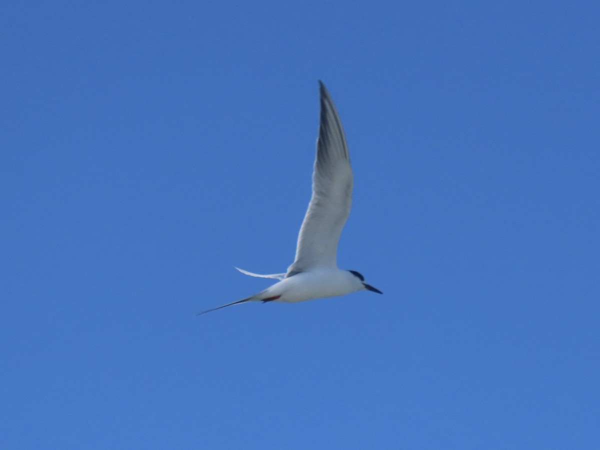 Forster's Tern - ML647365956