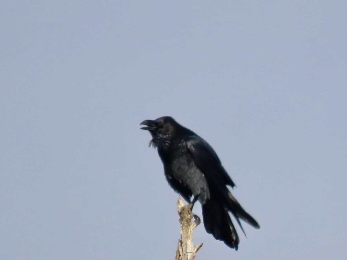 עורב שחור - ML647365964