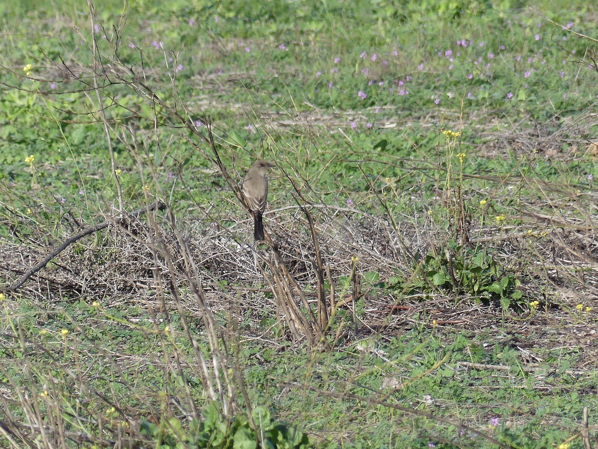 Say's Phoebe - ML647365967