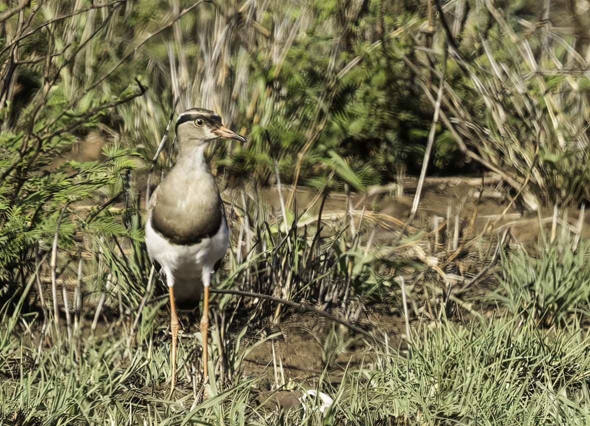 Crowned Lapwing - ML647365973