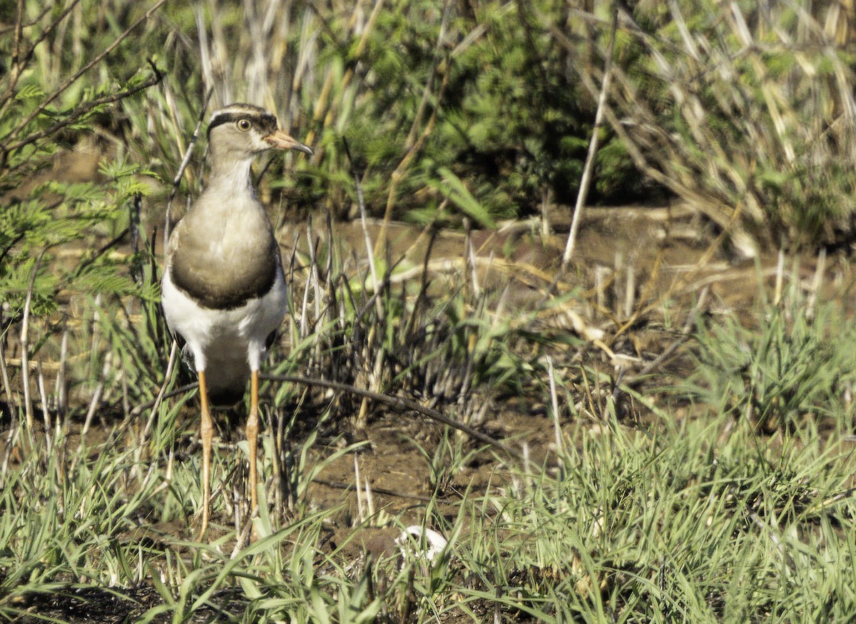 Crowned Lapwing - ML647365974