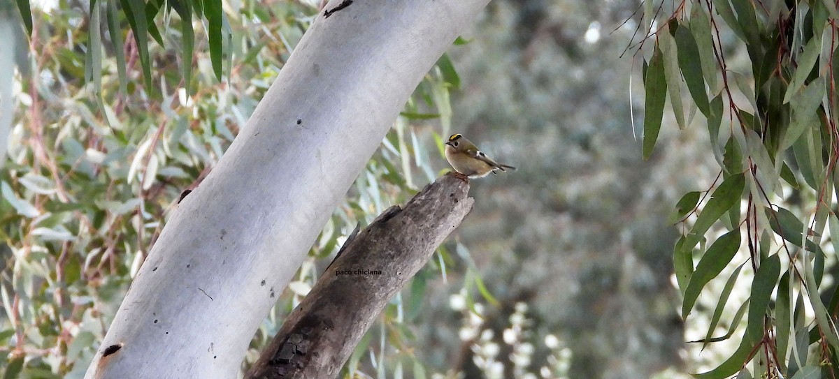 Goldcrest - ML647365979