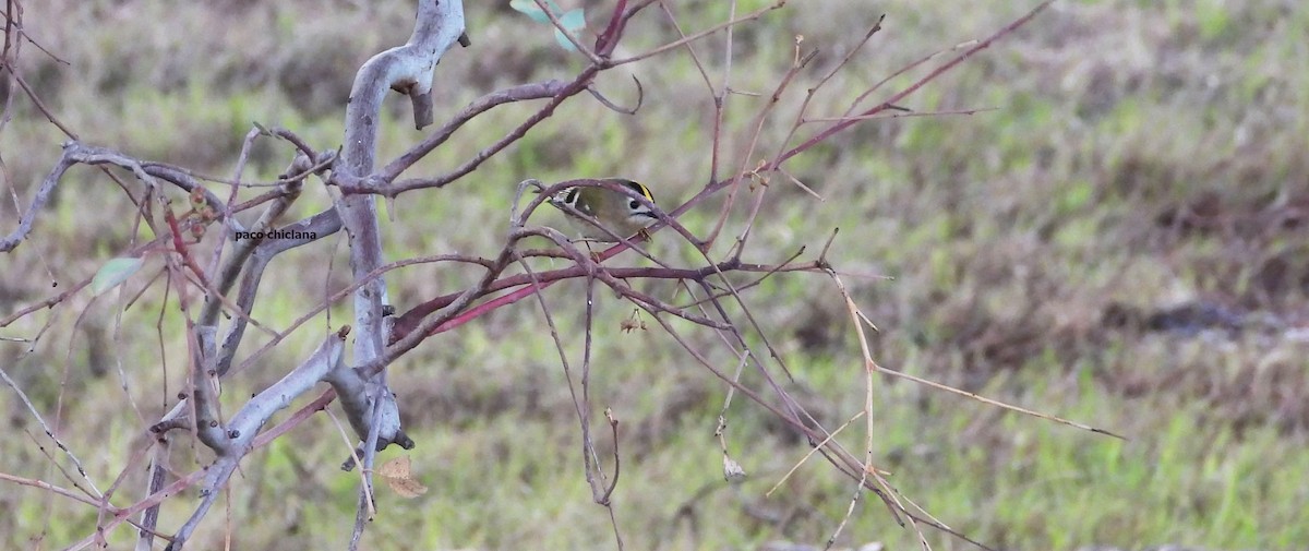 Goldcrest - ML647365986
