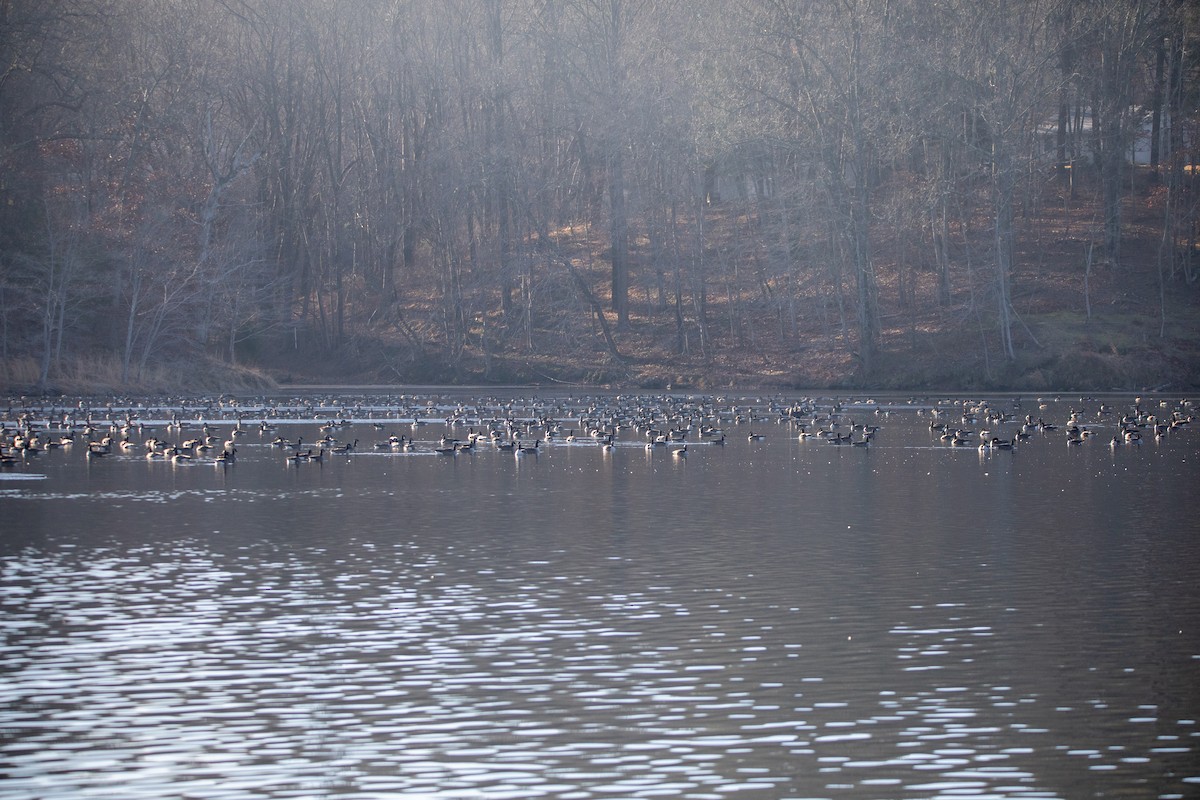 Canada Goose - ML647365987