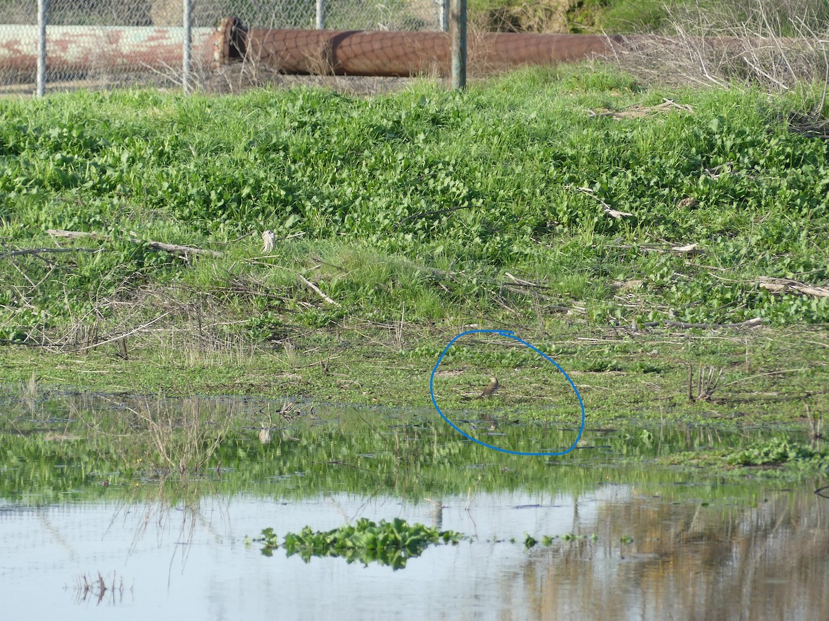 American Pipit - ML647365988