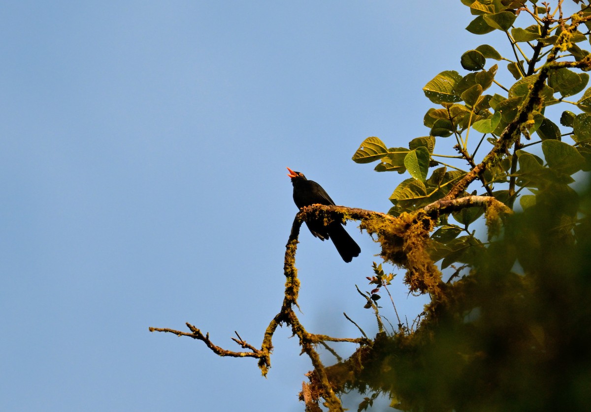 Glossy-black Thrush - ML647365990