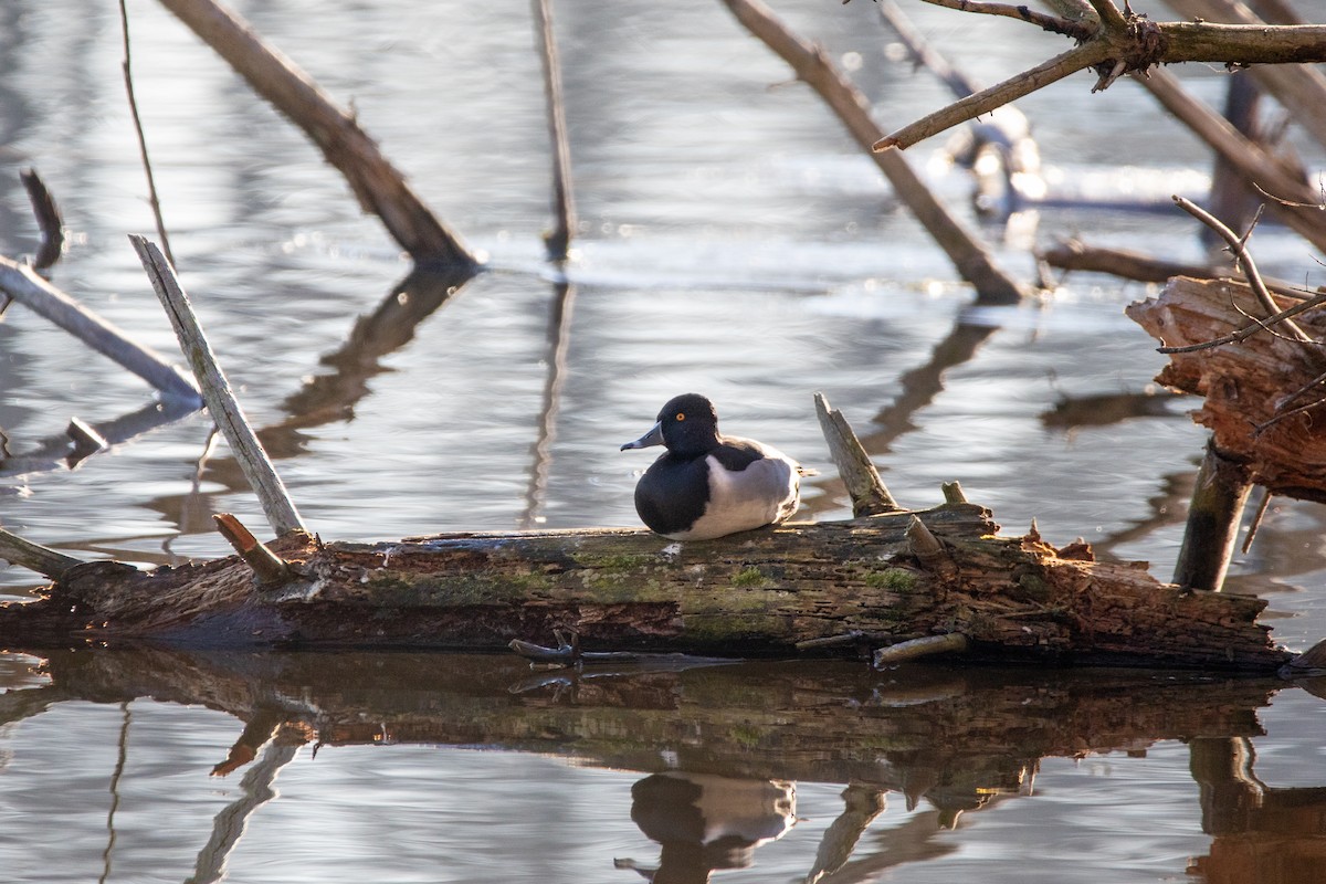 Ring-necked Duck - ML647365992