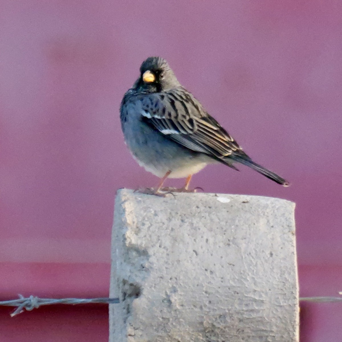 Mourning Sierra Finch - ML647365994