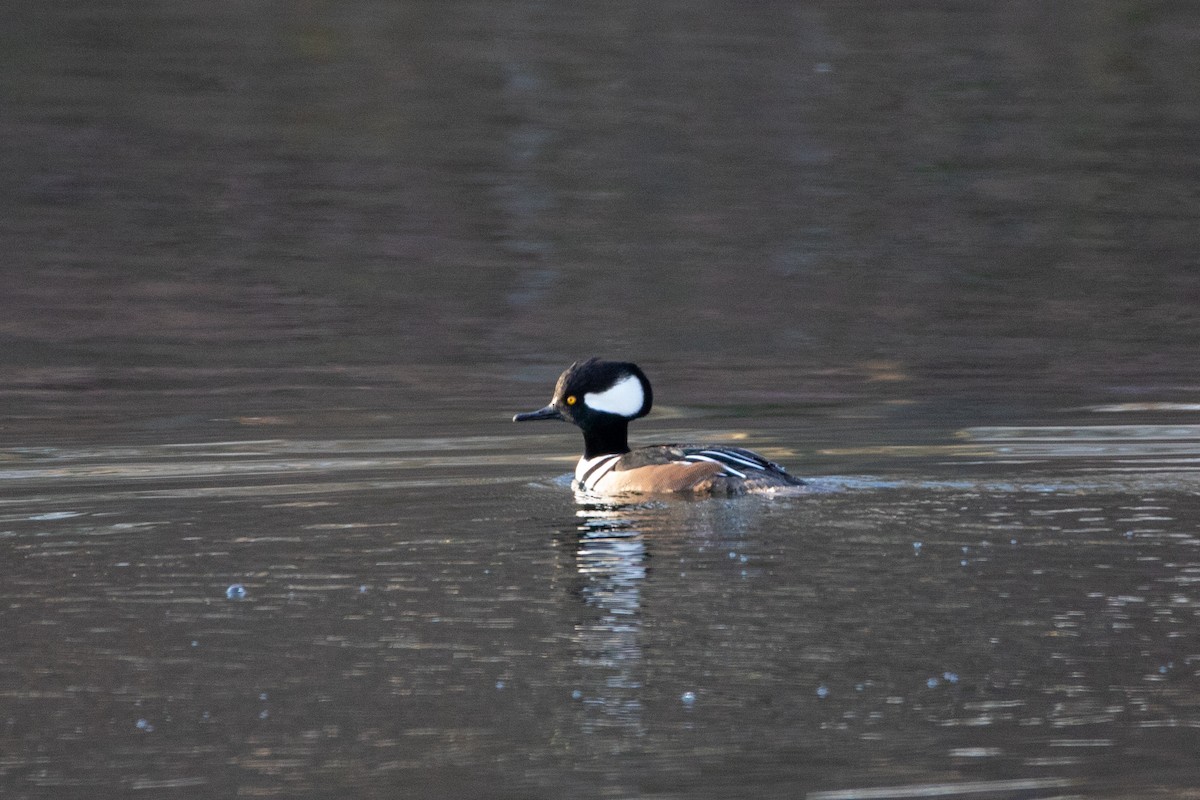 Hooded Merganser - ML647365996