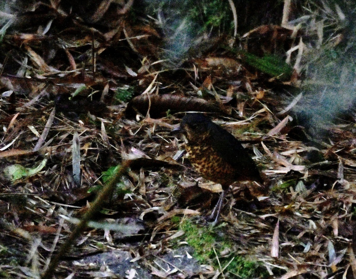 skjellmaurpitta - ML647366002