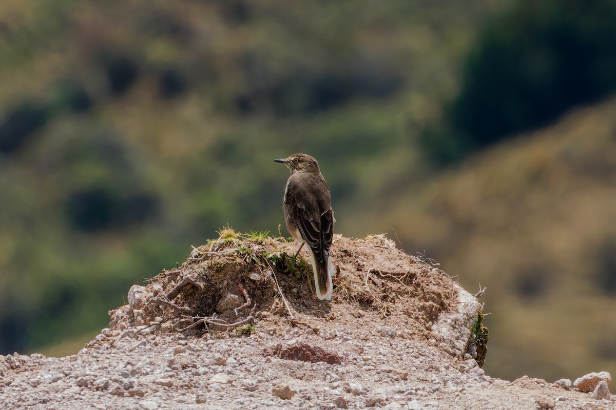 Black-billed Shrike-Tyrant - ML647366021