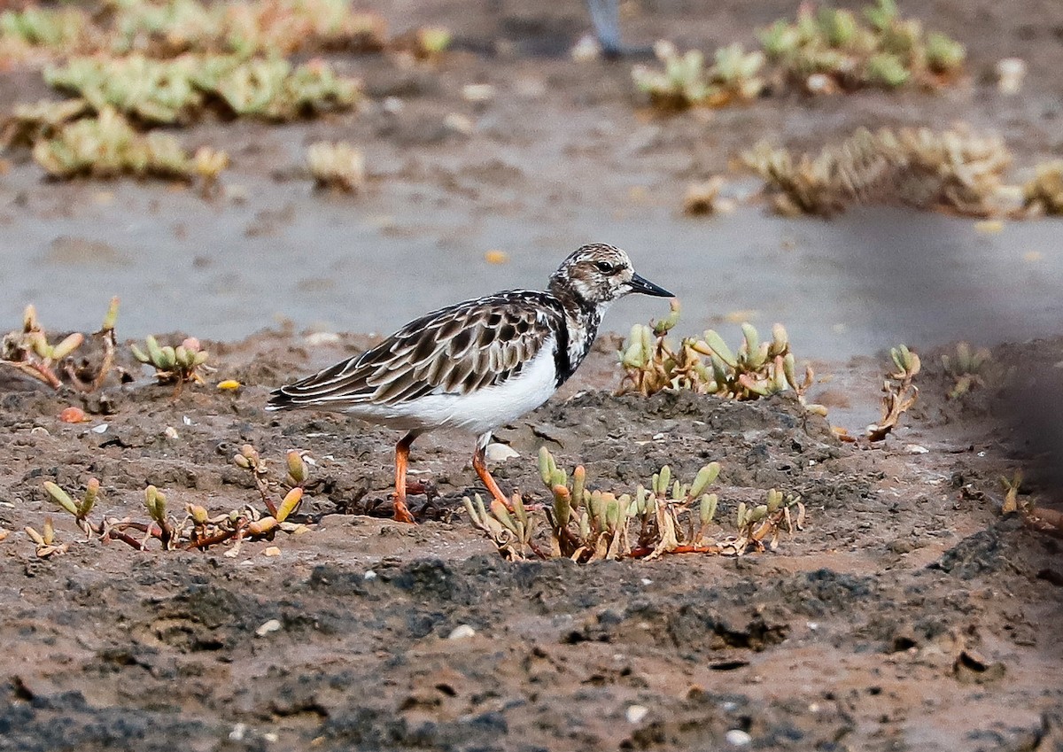 Ruddy Turnstone - ML647366027
