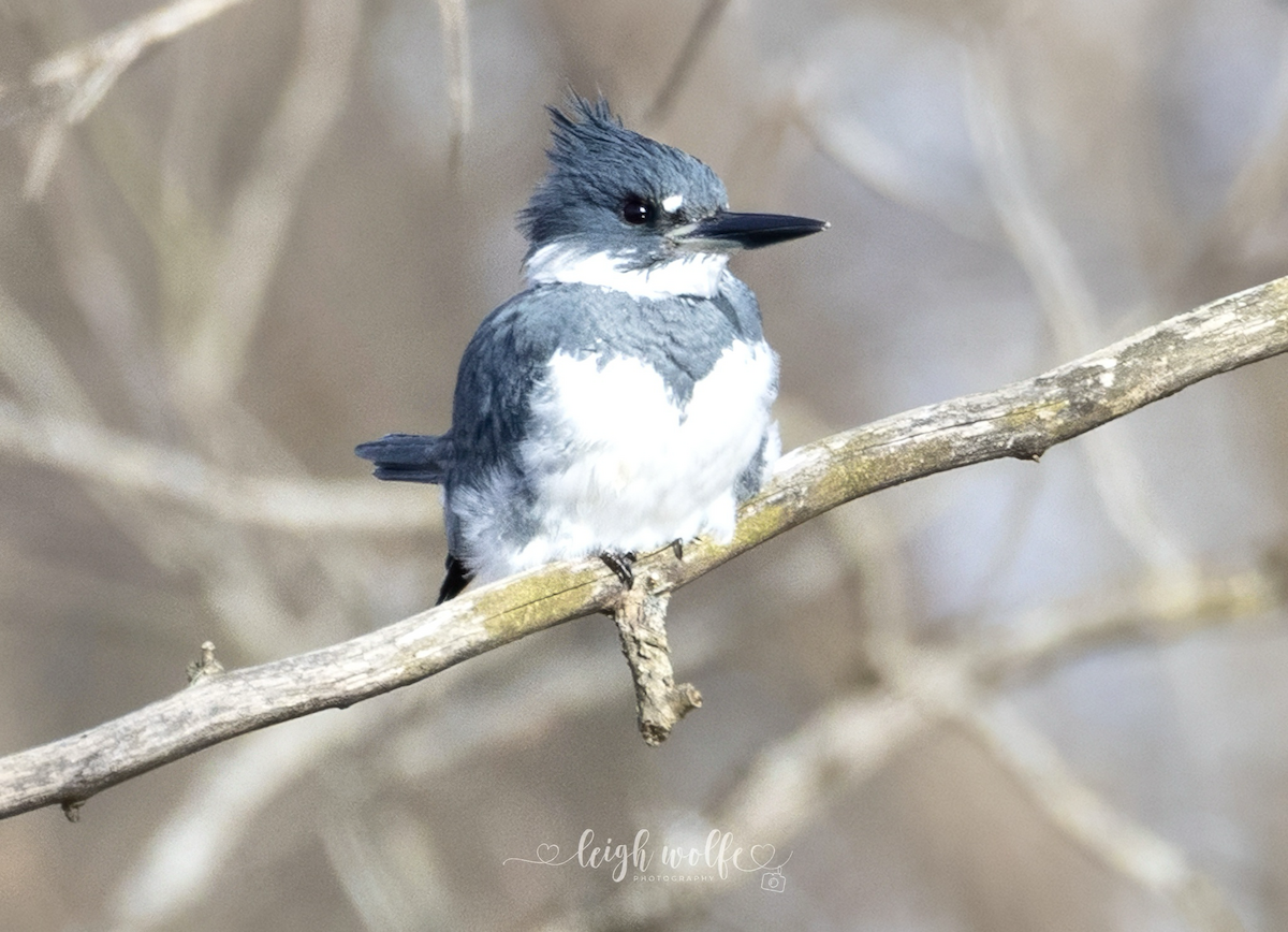 Belted Kingfisher - ML647366033