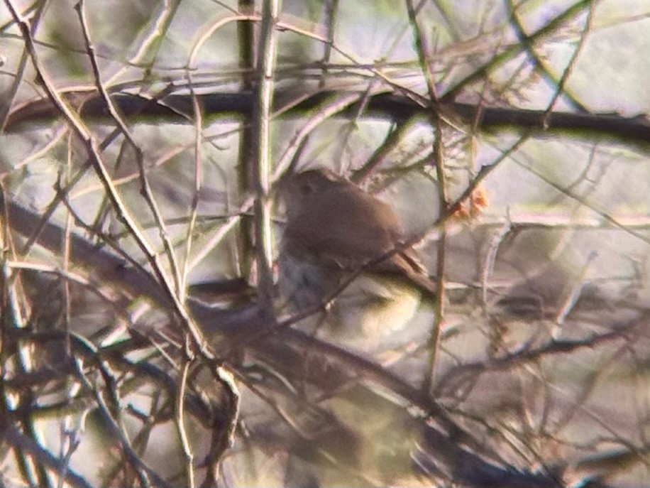 Hermit Thrush - ML647366034