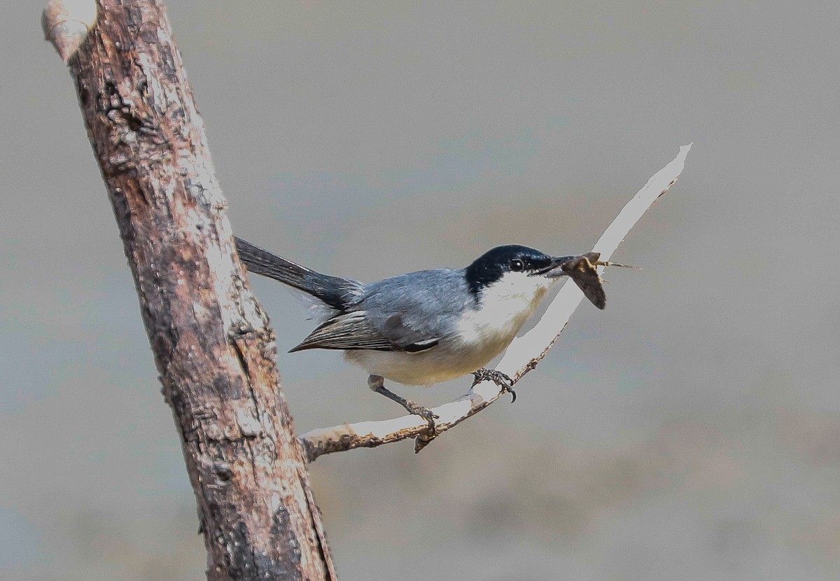 Tropical Gnatcatcher - ML647366046