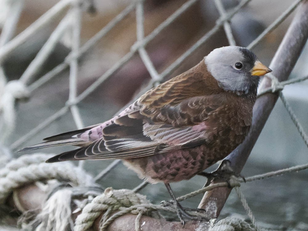 Gray-crowned Rosy-Finch - ML647366066