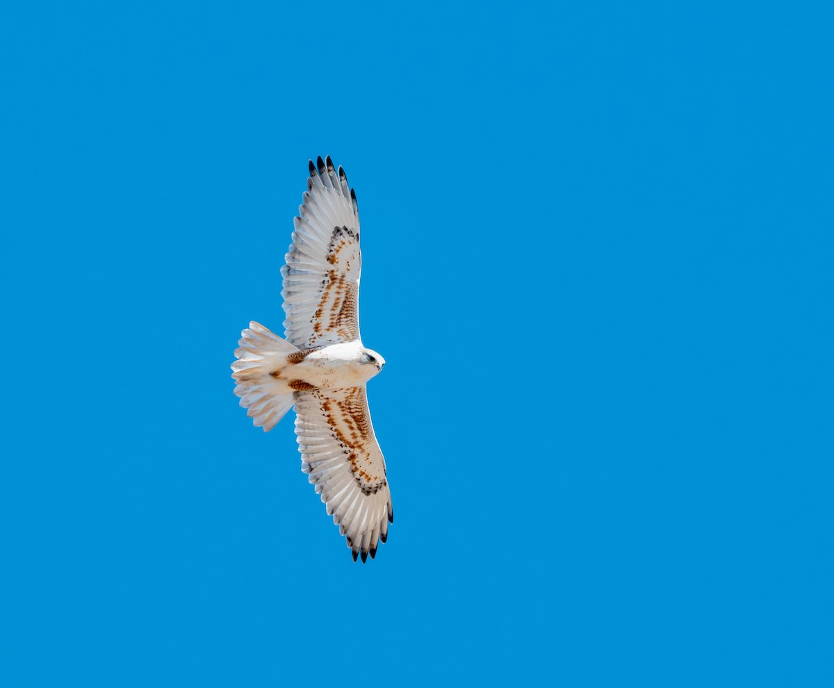 kongevåk - ML647366081