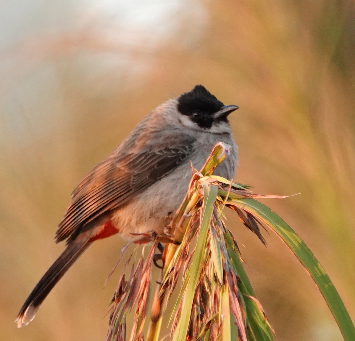Sooty-headed Bulbul - ML647366086