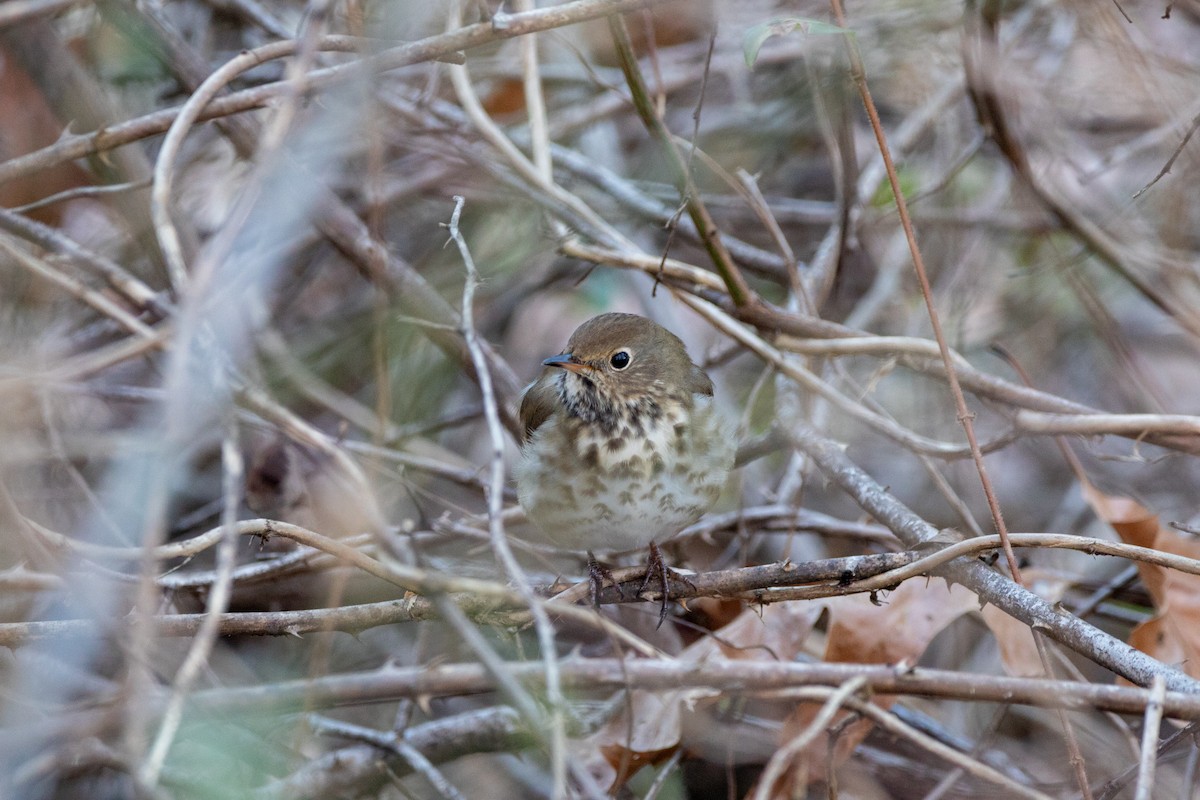 Hermit Thrush - ML647366094