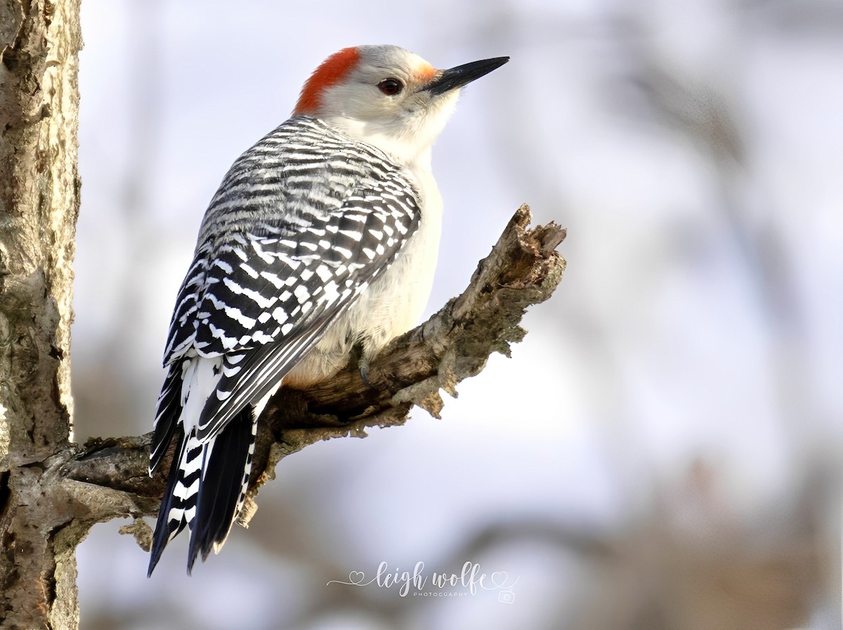 Red-bellied Woodpecker - ML647366096