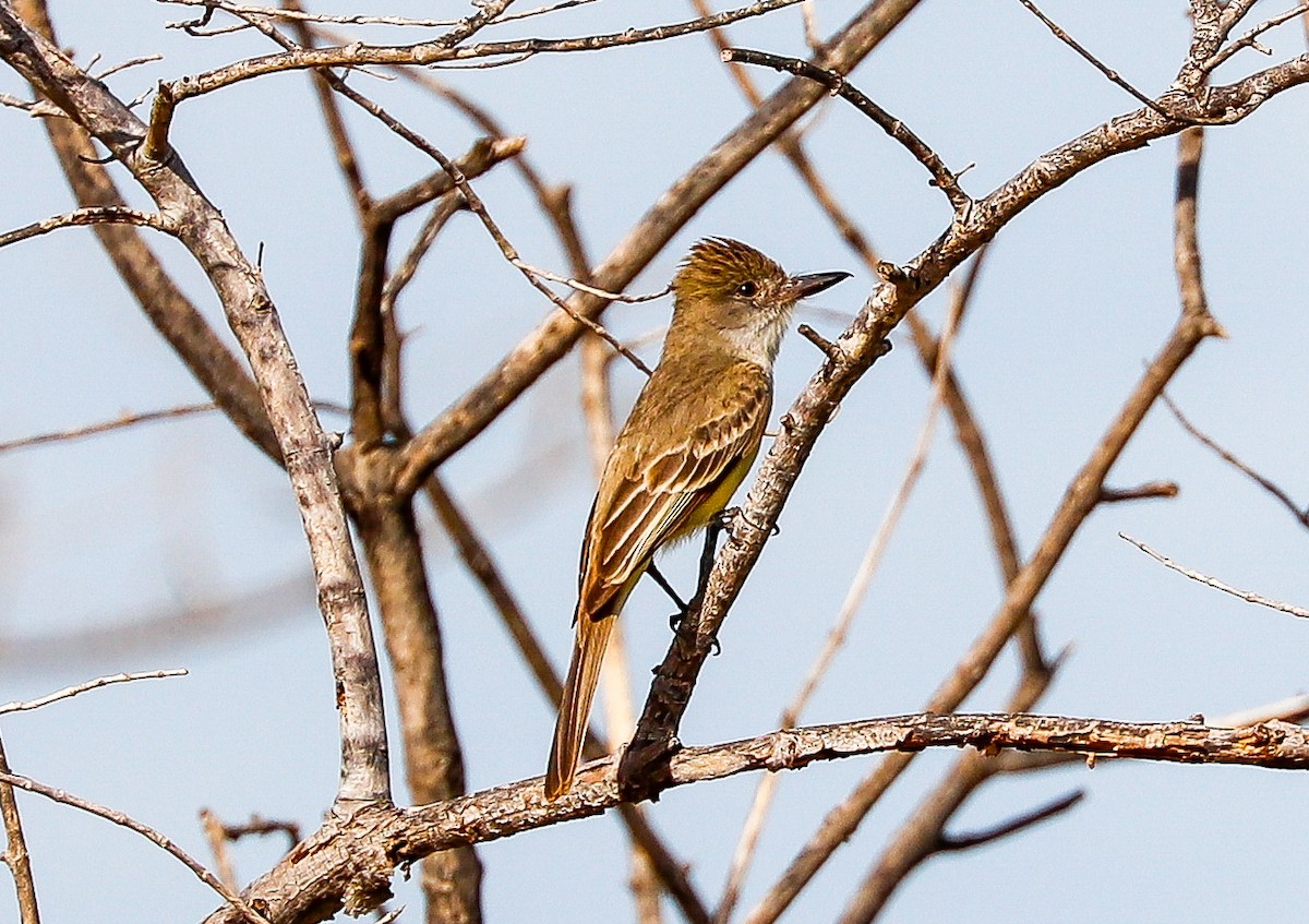 Brown-crested Flycatcher - ML647366124
